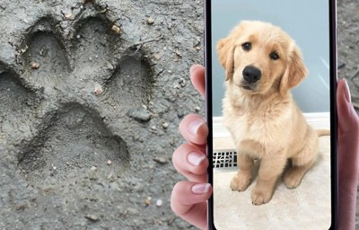 Квест В поисках друга: потерявшийся щенок