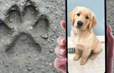 Квест В поисках друга: потерявшийся щенок